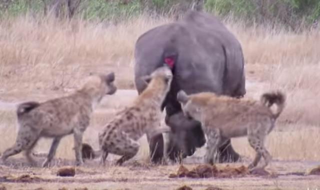 YouTube viral: Hambrientas hienas atacan a un rinoceronte y el video causa  impacto en redes sociales | Video | Viral | Animales | yt | Insólito | Zoo  | VIRALES | MAG.
