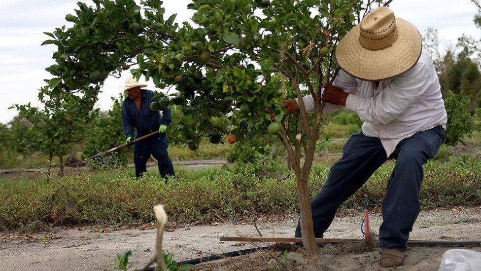 Much of the Farmworkers in Florida come from Latin America.  (GETTY IMAGES).