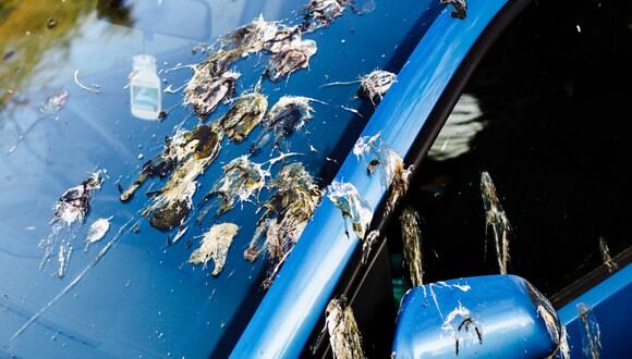 Parabrisas de coche sucio cubierto de excrementos de pájaro. (Imagen: Istock)