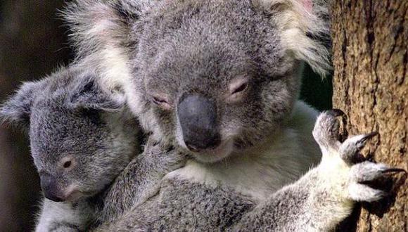 Salvan a un koala haciéndole respiración boca a boca [VIDEO]