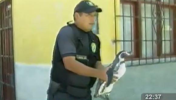 Serenos de Nuevo Chimbote cuidan a pingüino hallado por niños