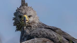El misterio del águila del Chaco: un ave en peligro que muy pocos estudian 