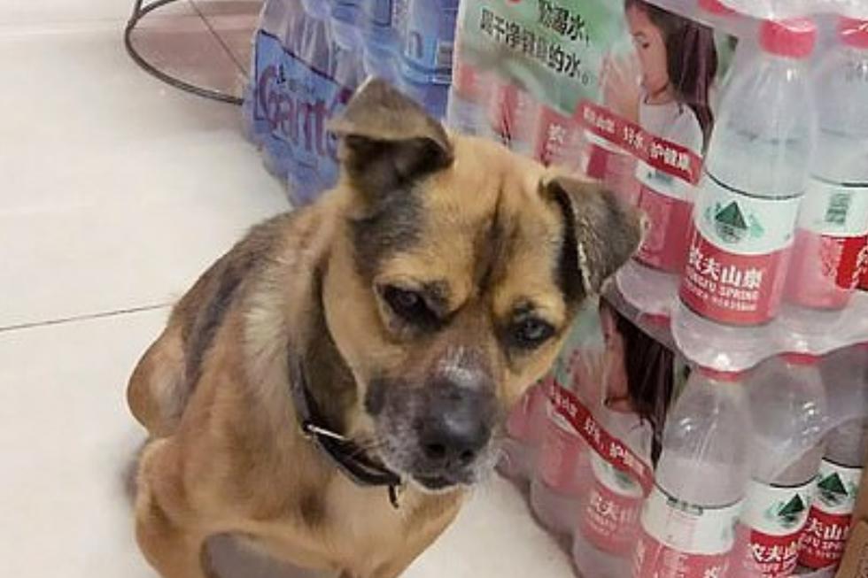 En un relato parecido al de 'Hachiko', un perro esperó tres meses en el vestíbulo de un hospital en Wuhan a su dueño sin saber que había muerto. (Fotos: AsiaWire/Daily Mail)