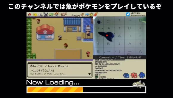 Pez mascota filtra los datos bancarios de youtuber japonés mientras jugaba Pokémon en Nintendo Switch. (Foto: Mutekimaru / YouTube)