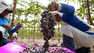 El potencial agroexportador del valle de Majes