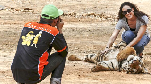 El santuario de tigres que existe en Tailandia - 1