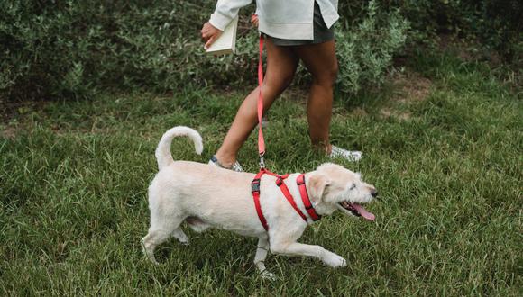 Antes de comprar la correa a tu perro ten en cuenta el material, el grosor y la longitud de la cuerda. (Foto: Pexels)