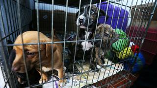 Rescatan a 21 mascotas durante operativo en Mesa Redonda