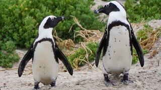 Pareja gay de pingüinos robó un huevo para realizar su sueño de ser padres 