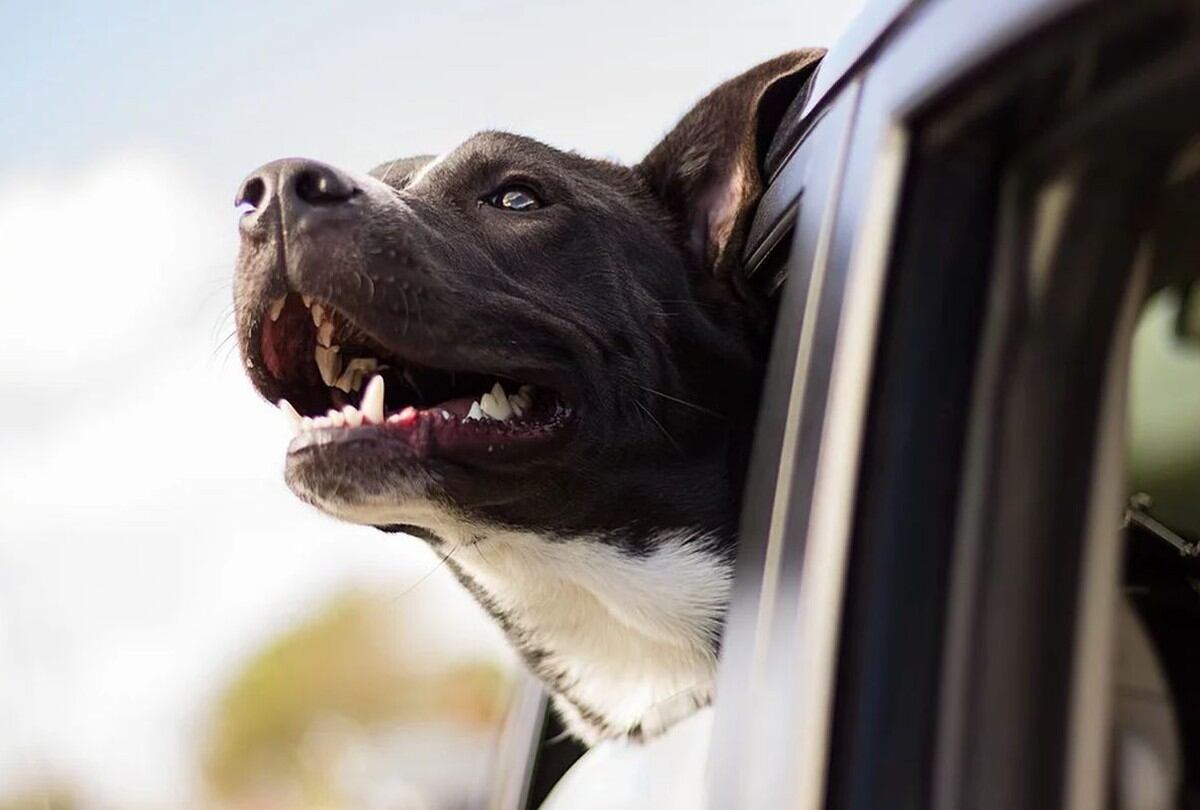 Un perro 'condujo' el auto de su dueño y causó temor entre los residentes de un barrio en Florida, Estados Unidos | Foto: Pixabay / Free-Photos / Referencial