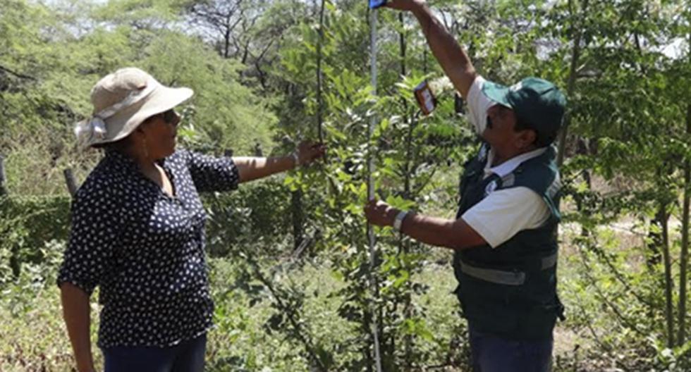 Genara Atahualpa promueve la plantación del palo santo, especie en peligro crítico. (Foto: Serfor)