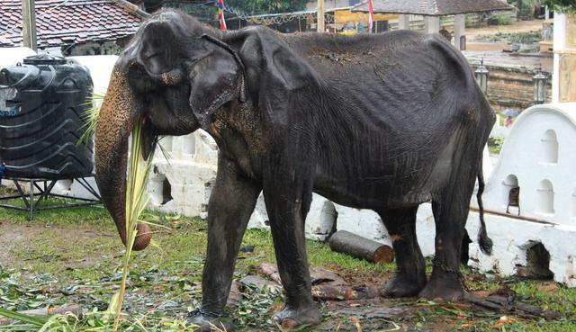 Sri Lanka: La elefanta explotada en país asiático fue retirada de festival religioso. (Foto: AFP)