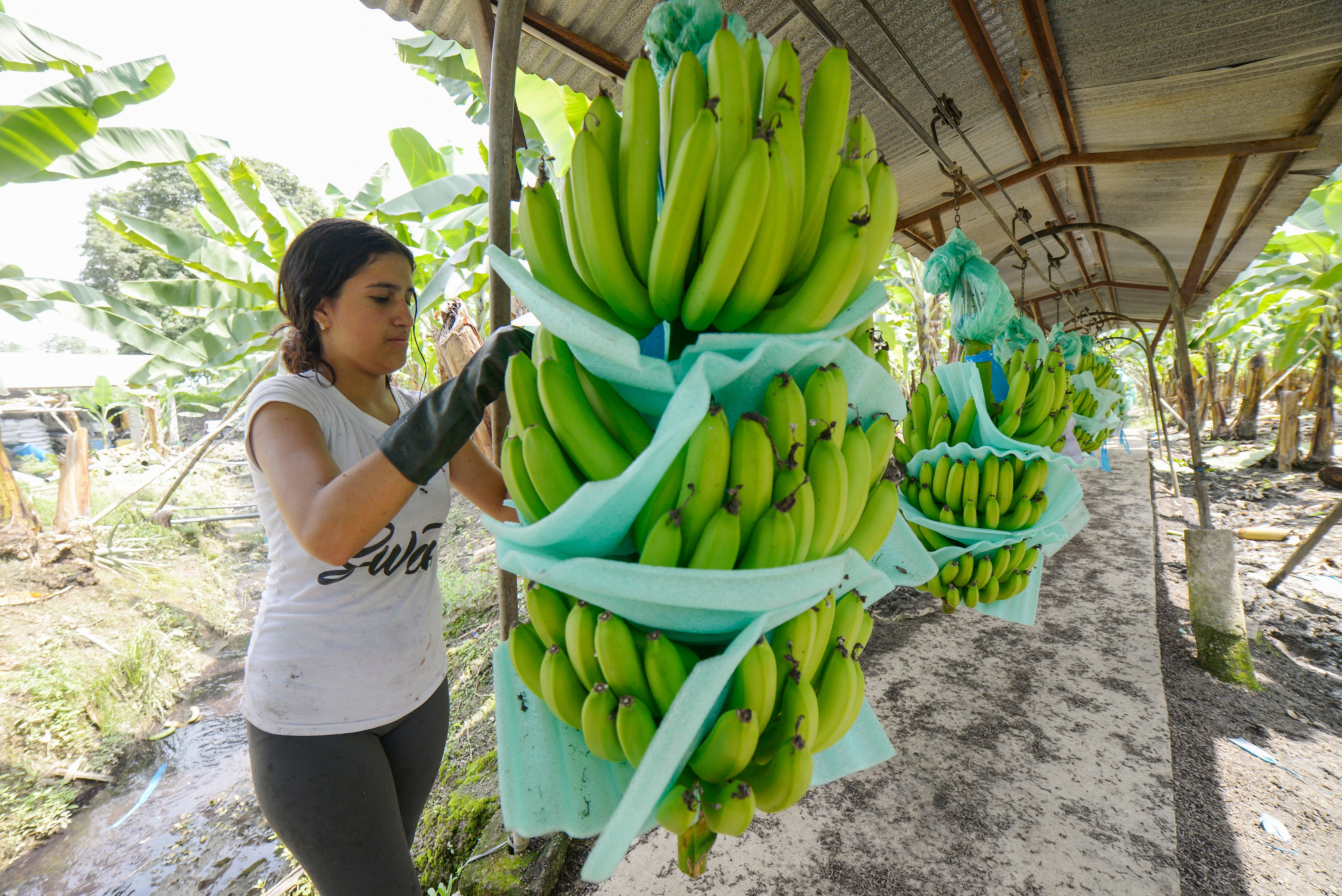 An employee at the El Porvenir banana farm prepares the fruit for domestic consumption in Puerto Inca, Ecuador, on March 31, 2022. (Photo by Marcos PIN/AFP).