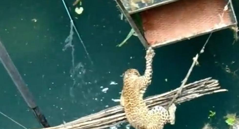 Leopardo fue rescatado. (Foto: Captura)
