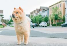 WUF: perro impacta al esperar el cambio de luz del semáforo para poder cruzar la calle