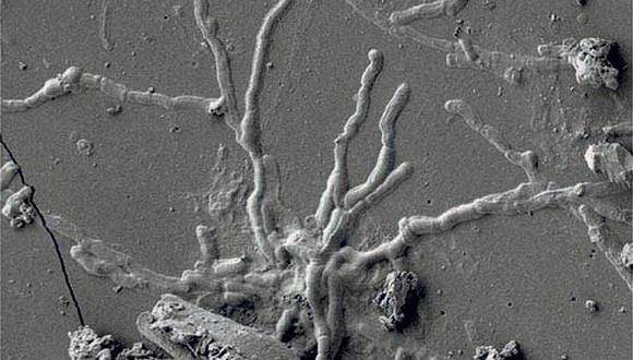 Las tomografías muestran un sistema nervioso central compuesto por neuronas y axones (conductos) que están intactos tras casi 2.000 años. (UNIVERSIDAD DE ROMA TRES. ITALIA)