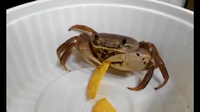 Un pequeño cangrejo ha dejado asombrados a los usuarios de YouTube. (Captura)