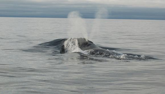 Ballena franca oriental del Pacífico Norte, la ballena más amenazada del mundo entre las ballenas barbadas. La exhalación en forma de V solo se da en las ballenas francas. Foto: NOAA.