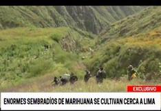 Lima: Dirandro encontró gigantescos sembradíos de marihuana