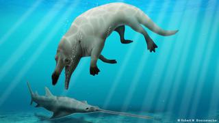 Científicos identifican en Egipto un fósil de ballena terrestre: tiene cuatro patas