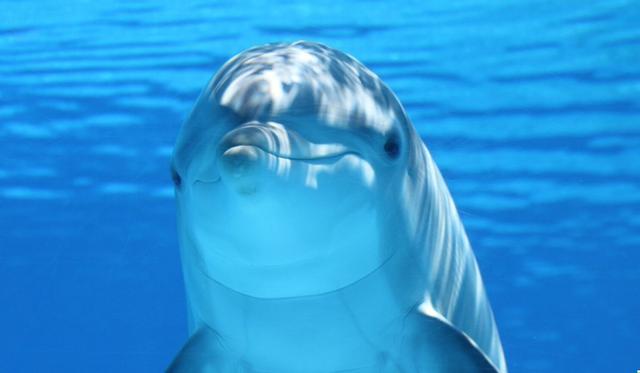 El video de los delfines se volvió viral en YouTube. (Foto referencial: Pixabay)