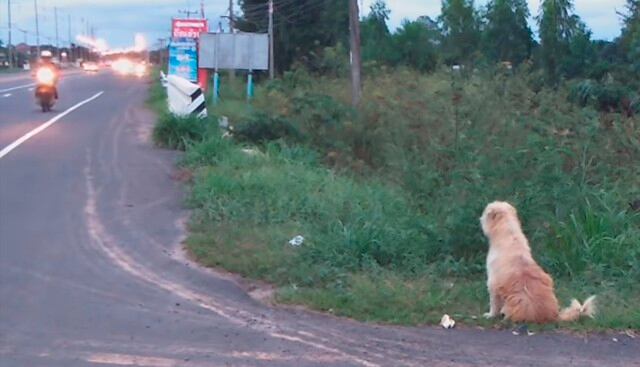 Un perro se reencontró con sus dueños tras esperar cuatro años al lado de una carretera. La historia es viral en redes sociales. (Facebook)