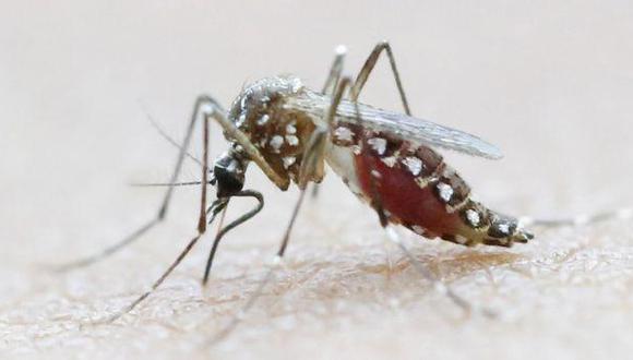 El mosquito Aedes aegipty es responsable de transmitir el zika, dengue y la chikungunya. (Foto: Reuters)