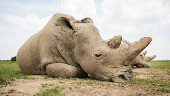 Tras la muerte del único rinoceronte macho blanco del norte en 2018, quedaron solo dos hembras: Najin y Fatu. FOTO: Agephostock