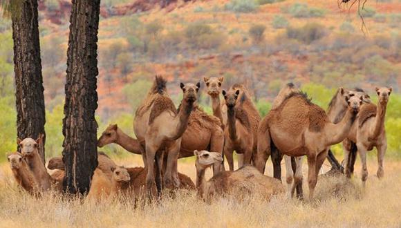 Los camellos fueron traídos a Australia en el siglo XIX y desde entonces se han convertido en salvajes. Foto: GETTY IMAGES, vía BBC Mundo
