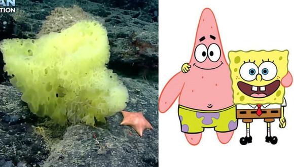 Foto viral | Científicos hallan la versión “real” de Bob Esponja y Patricio  en las profundidades del Atlántico | Tendencias | Redes sociales |  SpongeBob SquarePants | Estados Unidos | nnda nnrt | VIRALES | MAG.