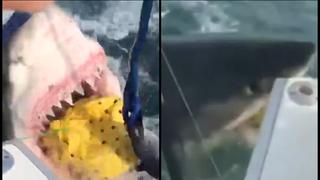 El enorme tiburón blanco que emergió para robar una carnada en Nueva Jersey | VIDEO