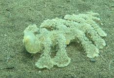 Esta bella y extraña criatura marina sorprende en YouTube