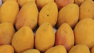 Piura: más de mil toneladas de mango no se exportaron en semana de paro