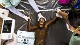 Orangutanes pasan examen médico antes de retornar a Tailandia