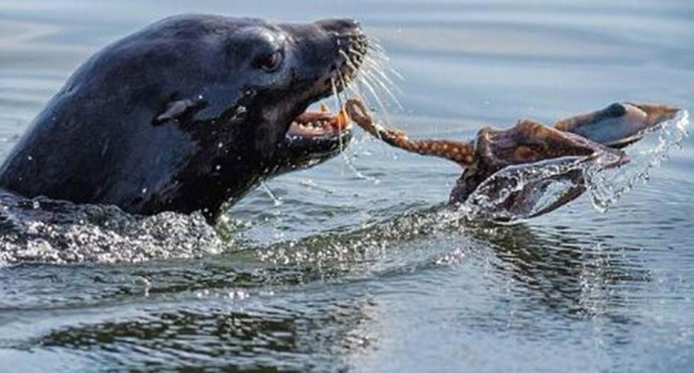 Un fuerte enfrentamiento entre un pulpo y una foca se volvió tendencia en YouTube. (foto: captura)