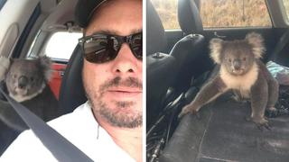 Koala es encontrado refrescándose en auto con aire acondicionado y genera controversia entre usuarios