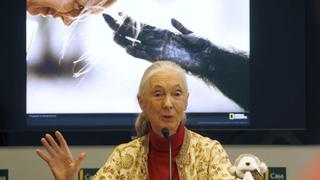 Conoce más sobre Jane Goodall, la dama de la naturaleza que está en Lima