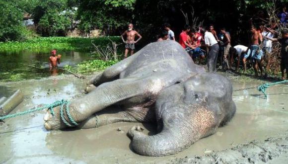 La triste historia del elefante arrastrado por las inundaciones