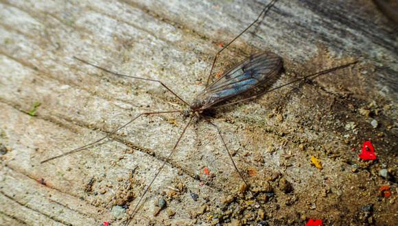 Trichocera maculipennis,nueva especie de mosquito europeo encontrada en la Antártica. (Foto: EFE)