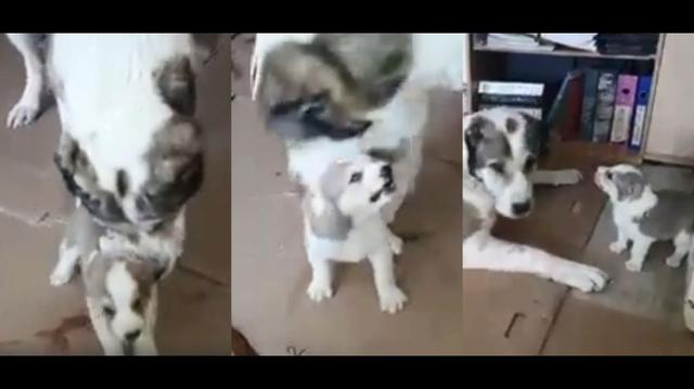 El video de una perra y su hijo se volvió viral en Facebook por los divertidos reclamos del cachorro que no quería hacer caso. (Foto: captura)