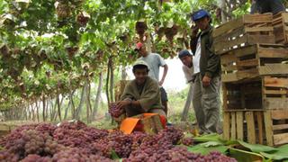 INEI: Producción de uva en el Perú creció en más de 50%