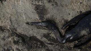 Derrame, muerte y contaminación: la fauna marina que no sobrevivió al desastre ecológico | FOTOS