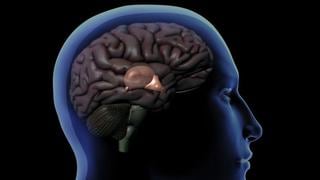 Cómo funciona la glándula pineal, el enigmático órgano que regula nuestro sueño