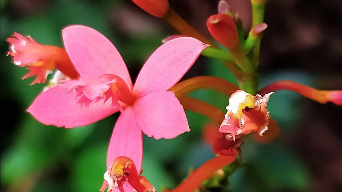 Moyobamba: aquí encontrarás una increíble reserva de orquídeas | Bosque de  Protección Alto Mayo | orquídeas amazónicas | VAMOS | EL COMERCIO PERÚ