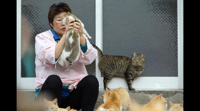 Aoshima, la isla de Japón donde hay más gatos que personas - 12