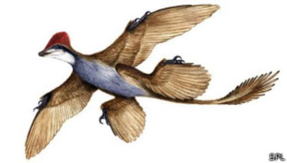 El llamado Microraptor gui pertenecía a otra antigua especie de cuatro alas.