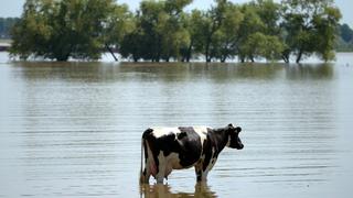 La ola de calor tiene estresados a los animales en Italia