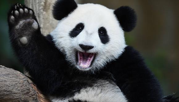 El oso panda es un animal fascinante y único en el mundo, que se debe proteger por estar en peligro de extinción. (Foto: Shutterstock)