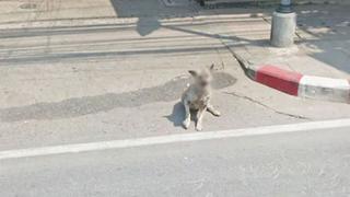 Google Maps empieza a difuminar los rostros de perros ¿a qué se debe esta medida?