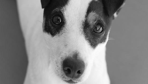 La inesperada reacción de un perro cuestionado por su amo por "andar de vago" conmueve a miles de usuarios en redes sociales | Foto: Pixabay / Ella_87